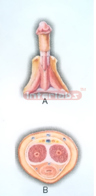 HANGING HUMAN TRANSVERSE SECTION MODEL THROUGH BODY OF THE PENIS